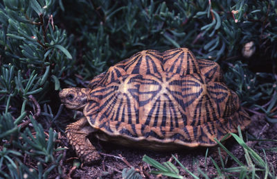 Close-up of a turtle on field