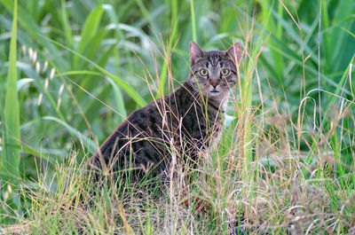 Portrait of a cat on grass