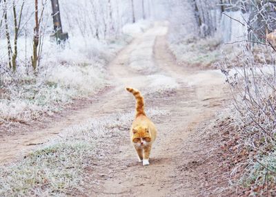 Cat in a forest