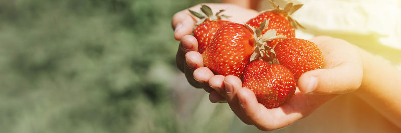 Close-up of hand holding strawberries