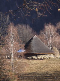 Bare trees by house on field