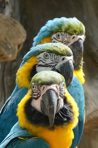 Close-up of a parrot