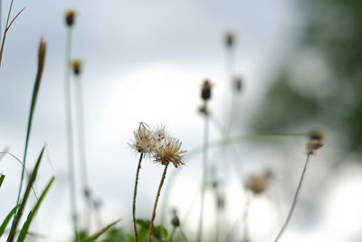 Close-up of flowering plants on field against sky