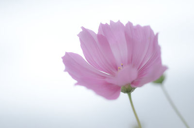 Close-up of pink flower blooming