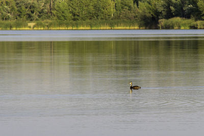 View of ducks swimming in lake