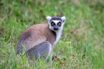 Ring-tailed lemur sleeping on a tree, lemur catta, anja reserve, madagascar