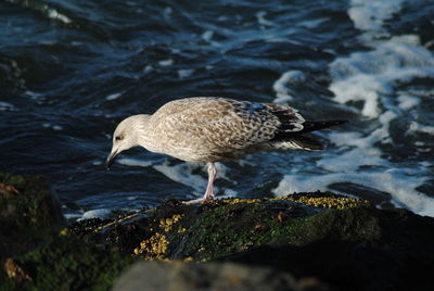 Close-up of duck in water