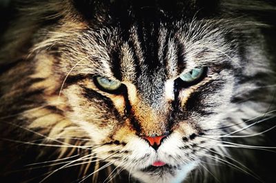 Close-up portrait of a cat