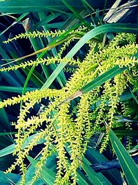 Close-up of plants