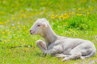 Side view of an animal on field