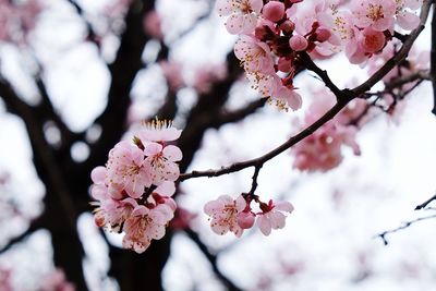 Close-up of pink cherry blossoms in spring