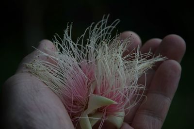 Close-up of hand holding plant