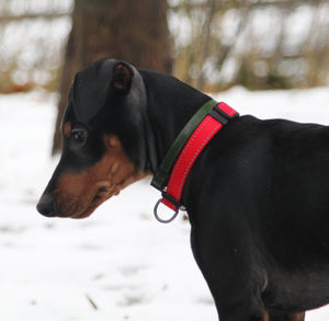 Side view of dog looking away