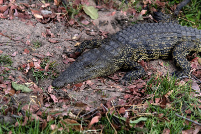 View of a crocodile on land