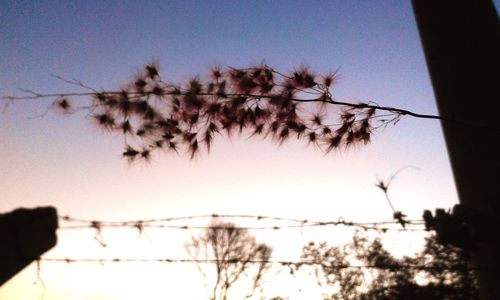 Close-up of flowers on plant against sky