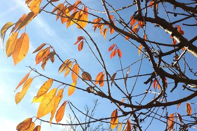 Low angle view of tree against sky
