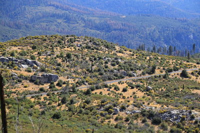 High angle view of trees on landscape