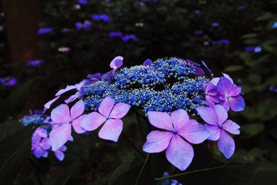 Close-up of flowers