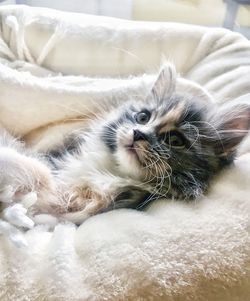 Close-up of cat lying on bed