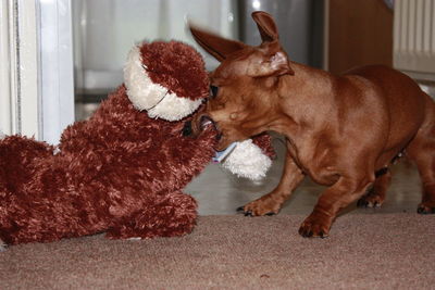 Close-up of a dog with toy