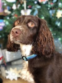 Close-up of dog looking away