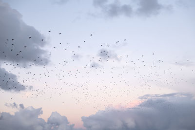 Low angle view of birds flying in sky