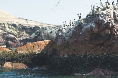 Scenic view of birds on shore