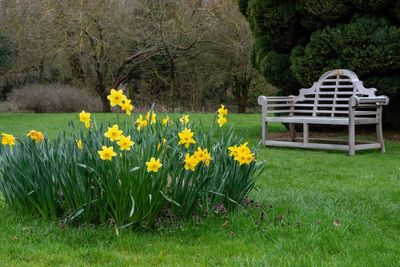 View of yellow flowers on field