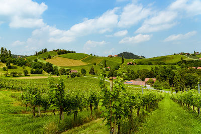 Scenic view of agricultural field against sky