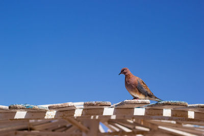 Low angle view of bird perching on roof against clear blue sky