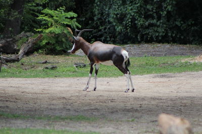 Side view of bontebok standing in a field