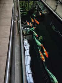 High angle view of fish in water