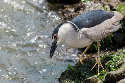 Close-up of bird in lake