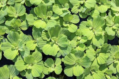 Close-up of green leaves on plant