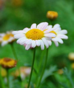 Close-up of flowers blooming outdoors