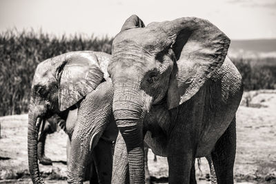 Close-up of elephant on land