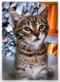 Close-up portrait of cat