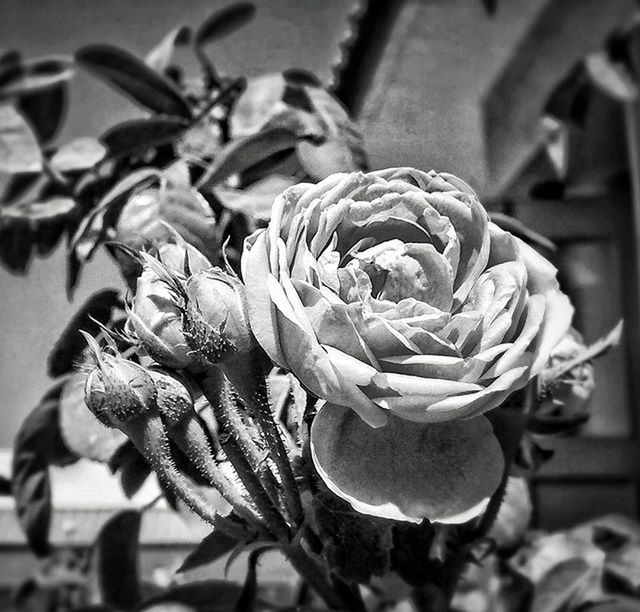 flower, petal, fragility, close-up, freshness, flower head, growth, focus on foreground, plant, beauty in nature, nature, blooming, rose - flower, bud, day, no people, outdoors, in bloom, selective focus