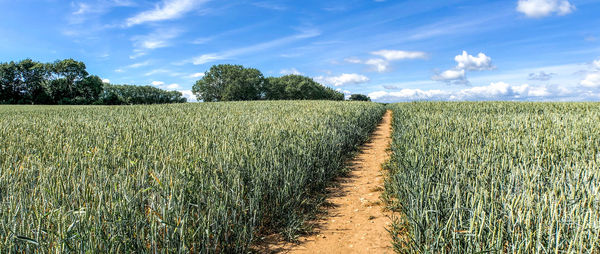 Scenic view of agricultural field against sky