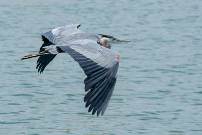 Bird flying over sea