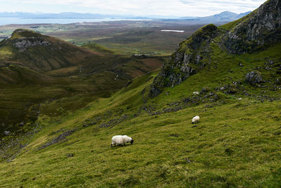 Grazing sheep on steep pasture in the quiraing mountains on the isle of skye scotland