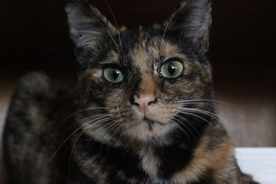 Portrait of tortoiseshell cat at home