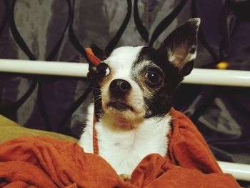 Close-up portrait of dog sitting