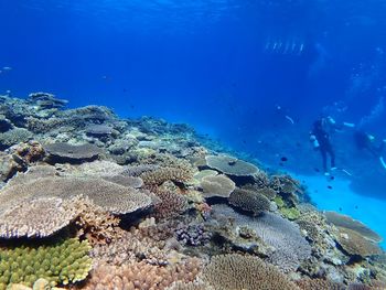 People swimming undersea