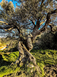 Tree trunk on field