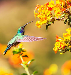 Close-up of bird flying