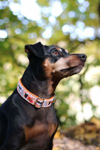 Close-up portrait of dog