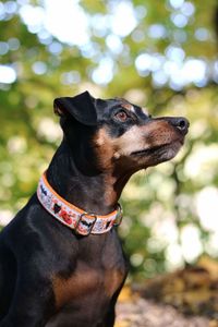 Close-up of dog looking away