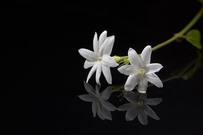 Close-up of white flowering plant against black background