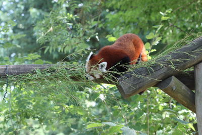 Monkey in a forest